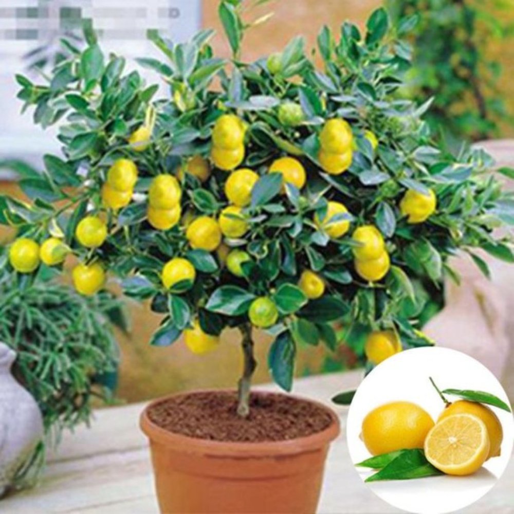 10pcs Heirloom Garden Lemon Tree Seeds Bonsai